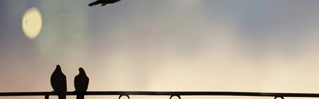 鸟模糊背景高清