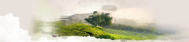 远处绿树梦幻背景