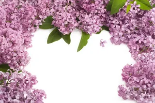 紫色花朵绿叶优雅高清免抠