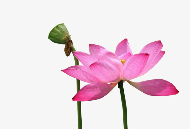 夏天的莲蓬and荷花免抠