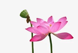 夏天的莲蓬and荷花免抠