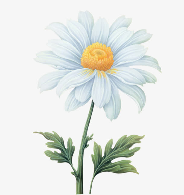 小雏菊免抠