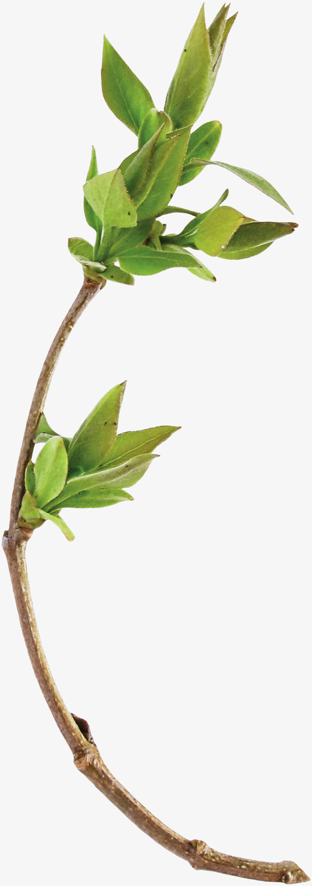 树枝树叶免抠