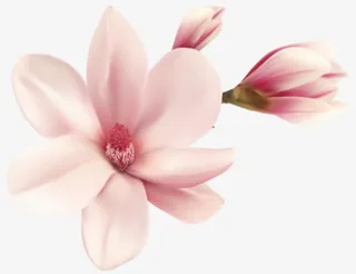 实拍三月桃花免抠