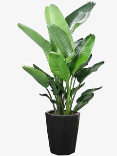 天堂鸟 盆栽 文艺 装饰免抠