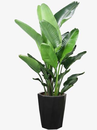 天堂鸟 盆栽 文艺 装饰免抠