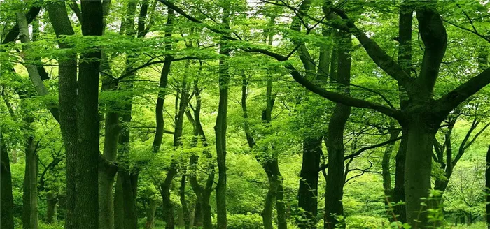 绿色森林高清