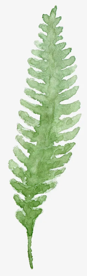 树叶树枝手绘免抠