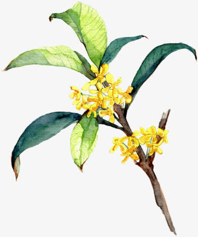 桂花免抠