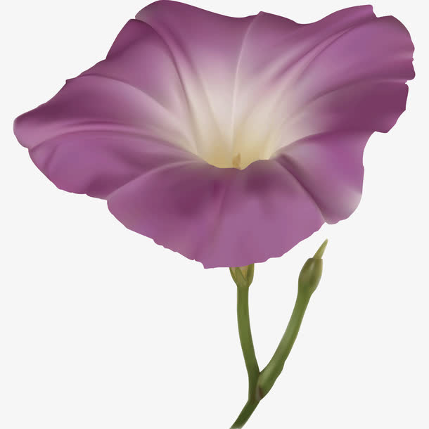 牵牛花免抠