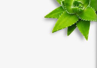 芦荟叶子芦荟花朵免抠