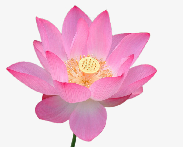 荷花免抠