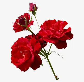 装饰图标花草背景素材