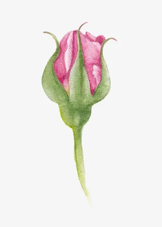 手绘粉色玫瑰花免抠