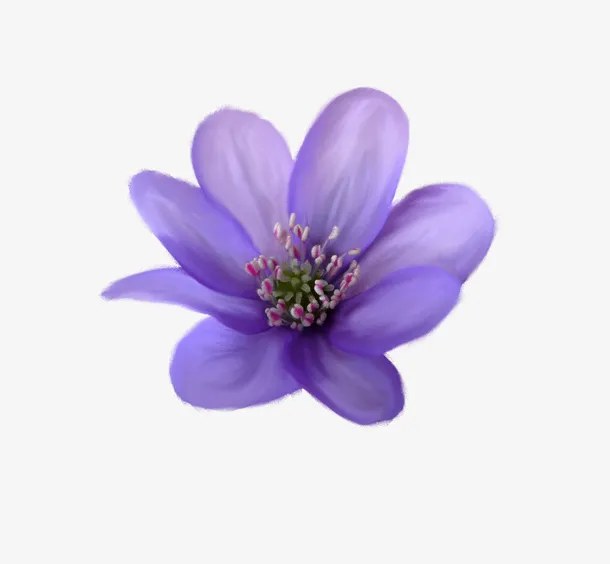 紫色花朵免抠