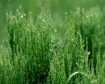 绿色树叶,朦胧叶子,装饰,泛光免抠 绿色树叶,朦胧叶子,装饰,泛光免抠
