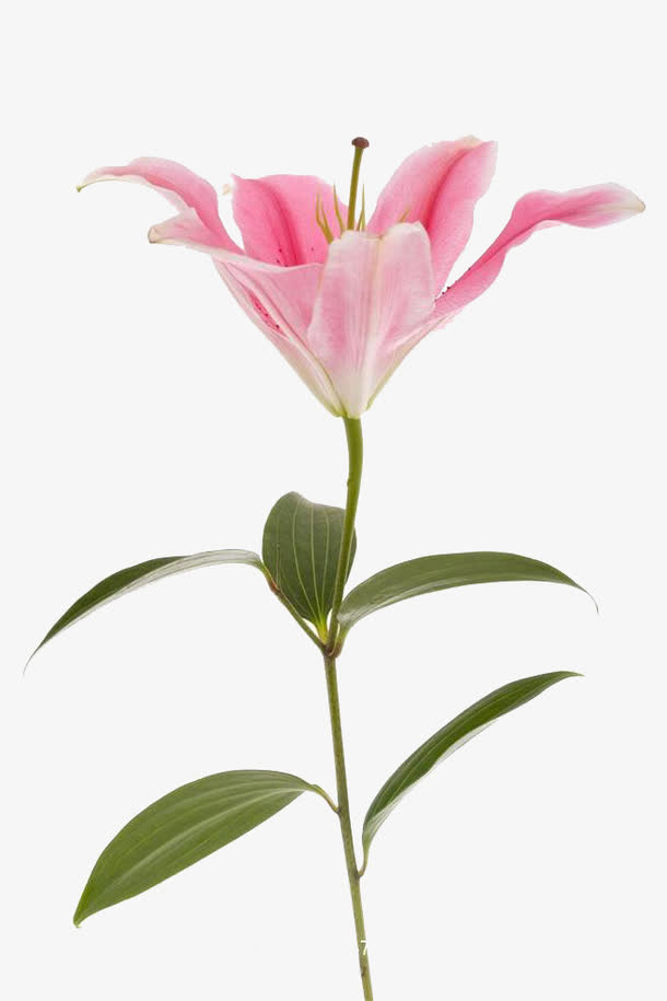 花卉免抠
