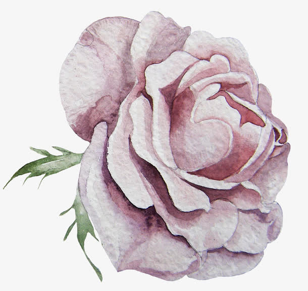 手绘粉色玫瑰花免抠