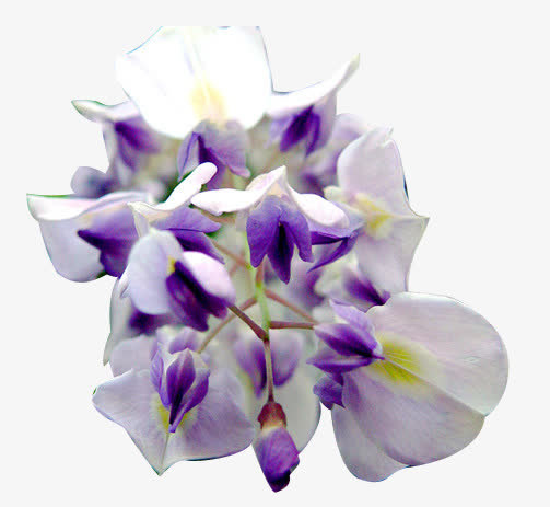 紫色美丽开放花朵免抠