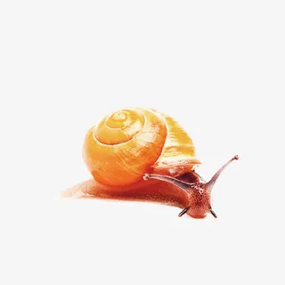 黄色蜗牛免抠 黄色蜗牛免抠