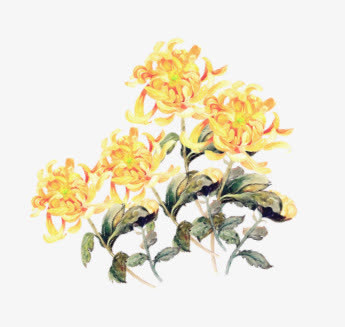黄色菊花思念免抠