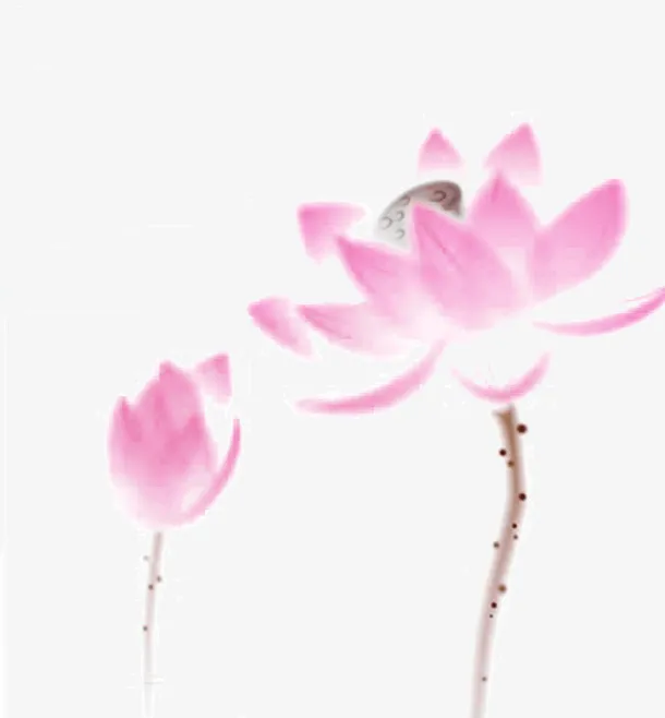荷花免抠