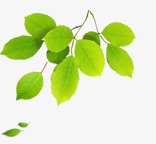 绿色叶子免抠漂浮叶子元素