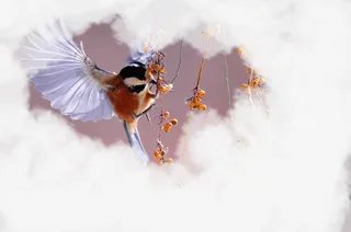 春天绿色小鸟树枝免抠