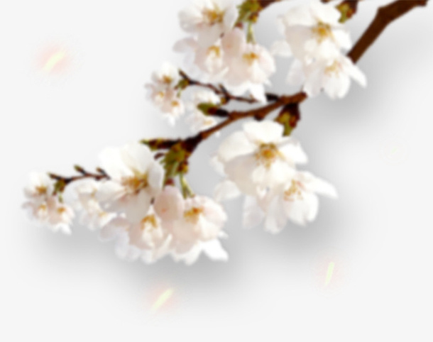 元素，漂浮元素，png素材，点缀花瓣6免抠
