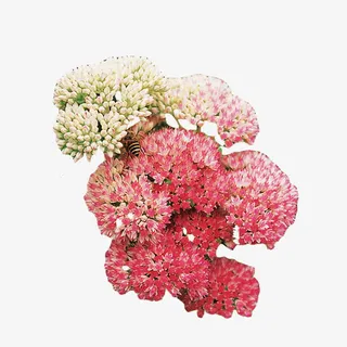 红景天植物素材花朵免抠