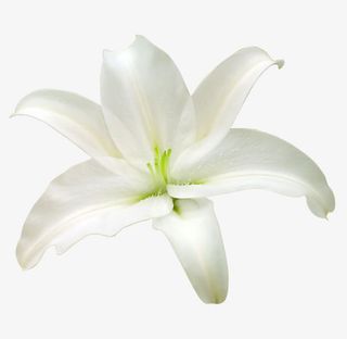 好看的百合花免抠