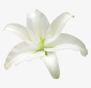 好看的百合花免抠