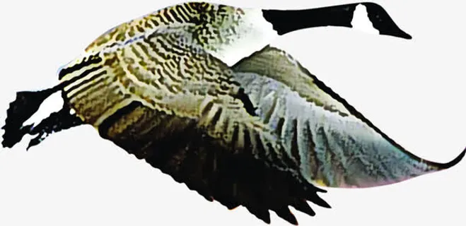 海鸥中国风中华海报免抠