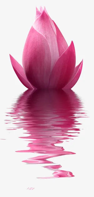 红色清新荷花水波装饰图案免抠