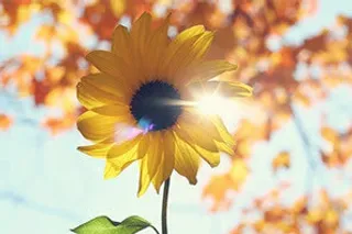 阳光下的向日葵海报背景七夕情人节