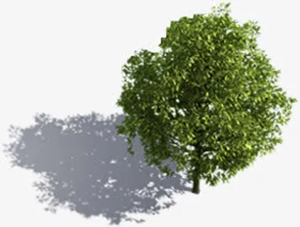 鸟瞰大树树影美景免抠