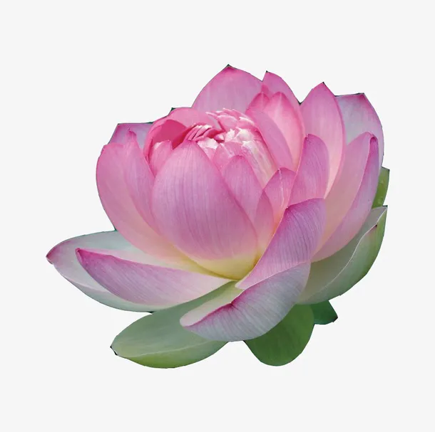 粉色荷花免抠