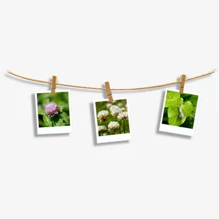 一根线上挂了三张相片免抠