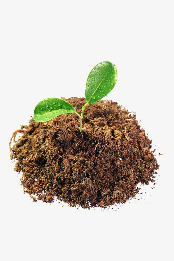 土壤里的植物免抠