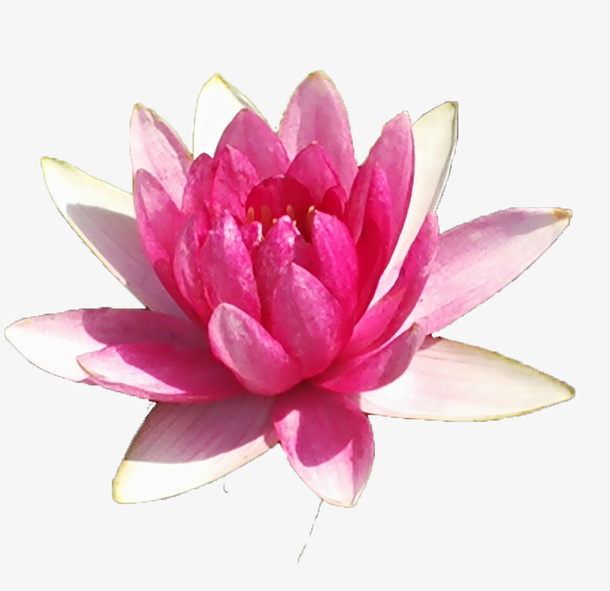 透明莲花元素免抠