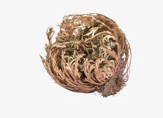 神奇的复活草免抠