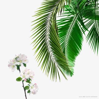 海棠花花朵花卉绿色叶子矢量素材免抠