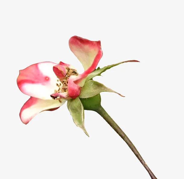 凋谢的粉色月季花免抠
