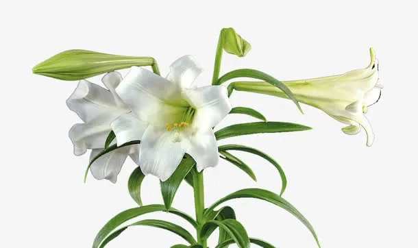 白色圣洁百合花免抠