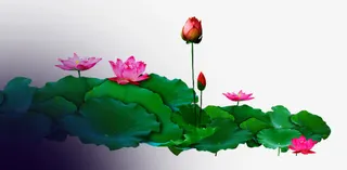 中国风荷叶荷花装饰图案免抠