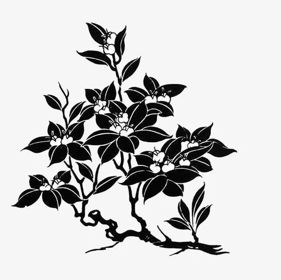 一枝桂花免抠