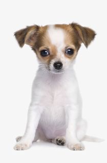 呆萌小白狗免抠