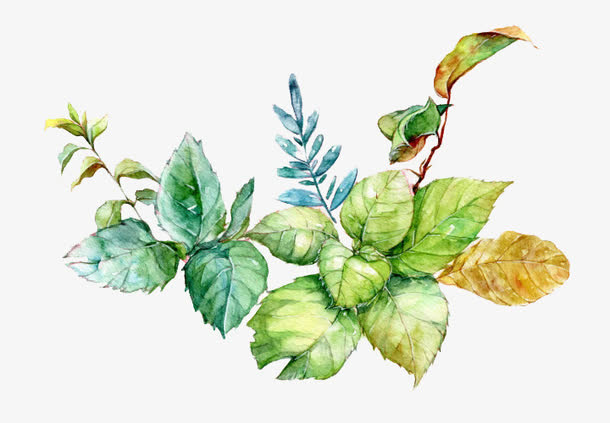 水彩薄荷叶图片素材免抠