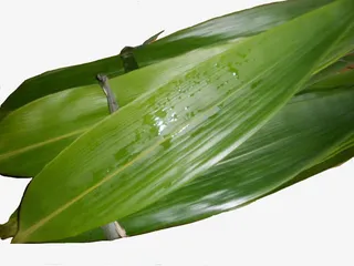 粽子的粽叶免抠