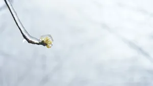 冬日里坚韧的一朵花高清